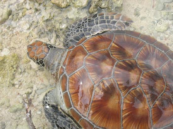 //×?°سجل حظورك اليومي باسم دولتك او مدينتك المفضلة×?°//  Turtle-at-le-meridien