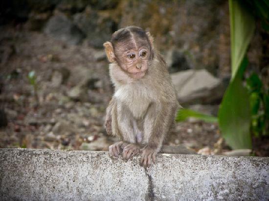 Buddismo, non abbiamo reazioni ma siamo attaccati Monkey-elephanta-island