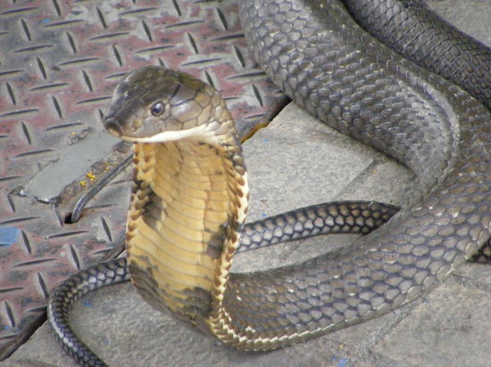 படம் பார்த்து பெயர் சொல்க... - Page 15 Close-up-view-of-a-snake