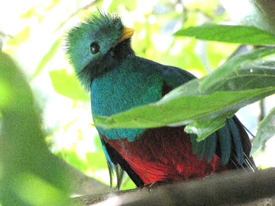 Animaux de A à Z Quetzal