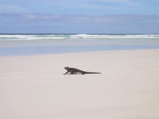 Viajeros.com Lone-marine-iguana-at