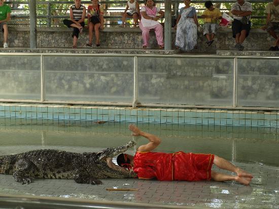    ..... Park-pattaya-crocodile