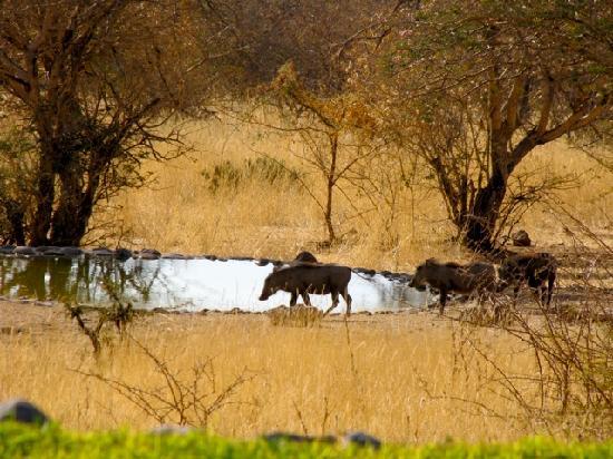 Extraña y abundante lluvia en Namibia Waterhole-next-to-the