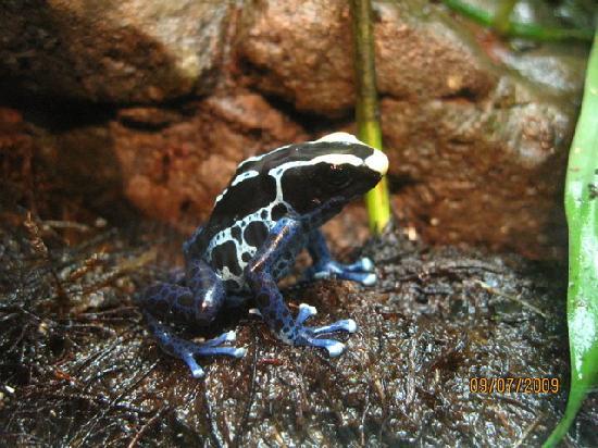 வித விதமான நஜ்சுத் தவளைகள்.(Poison Dart Frog) Poison-dart-frog