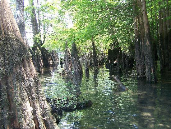 (FULL) WA National News Network  - Page 16 Swamp-surrounding-beach