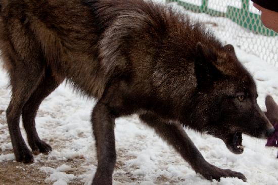 Aquí vivimos!  - Página 17 Same-black-wolf-playing