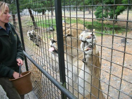  حديقة حيوانات الناس بالأقفاص والحيوانات خارجها   Filename-orana-park-lion