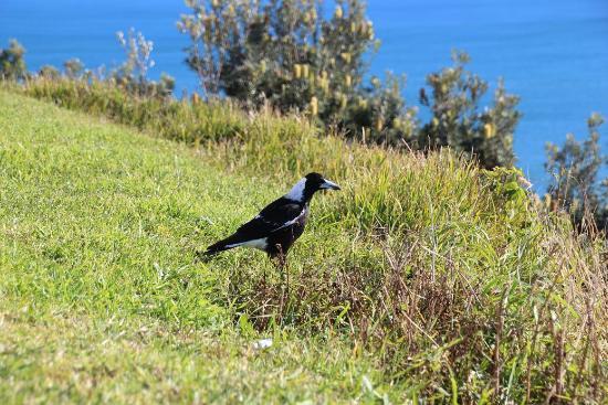 Photos de Cape Byron Lighthouse, Baie de Byron