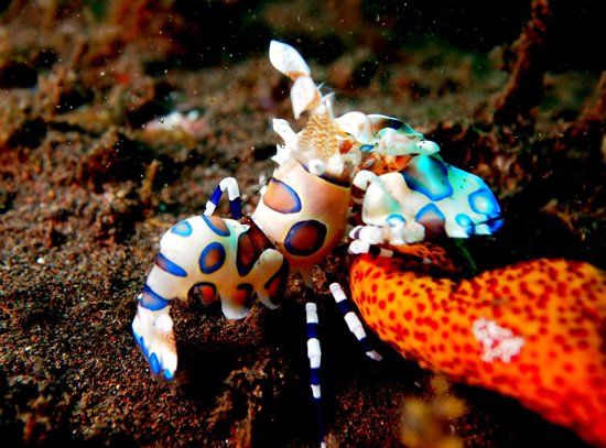 Gambas Arlequin Harlequin-shrimp