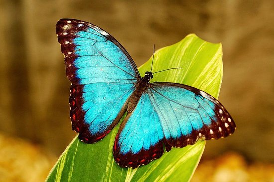 *** LAS MARIPOSAS DEL RINCON DE ENERI *** - Página 22 Mariposario-benalmadena