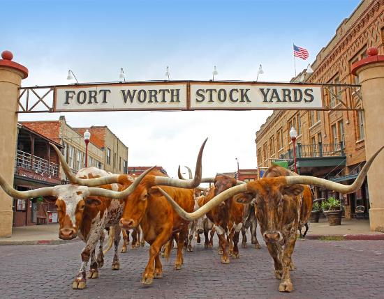 Paseando entre vaqueros! Fort-worth-herd-cattle