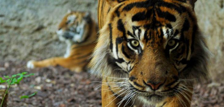 Tigres tienen a 5 hombres “de rehenes” luego que les mataran una cría en Indonesia 800px-Sumatran-Tiger-mnemorino-web-730x350