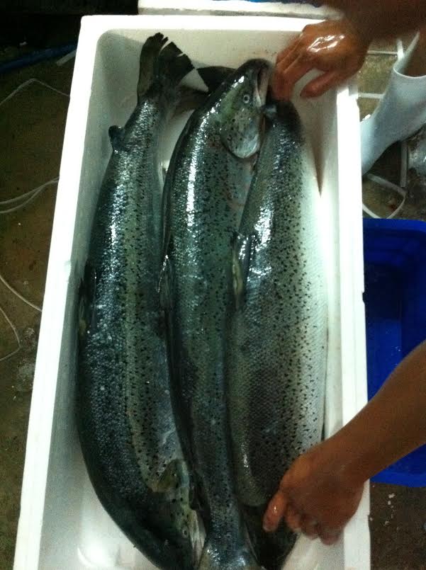 Bán buôn cá hồi nhập khẩu từ Nauy Ca_hoi_1