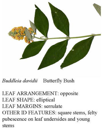 البدليا (شجرة الفراشات) Buddleia davidii Buddleia_davidii