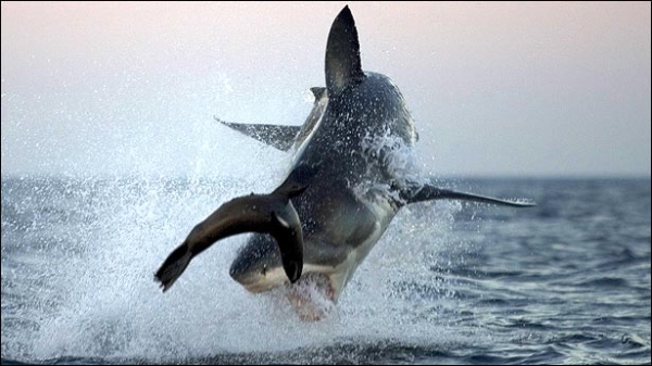 صور غريبه ونادره ومسليه حتعجبكوا Shark04