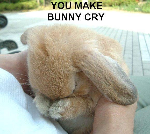 Cambios Team You-make-bunny-cry