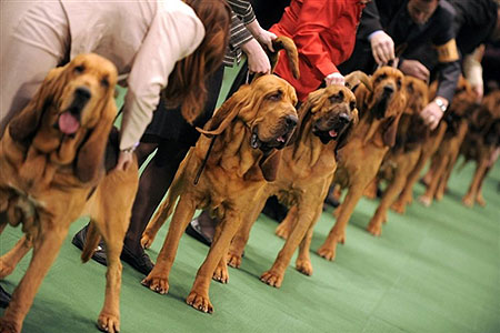 LOS PERROS MAS BELLOS DEL MUNDO Perro_sabueso_160210