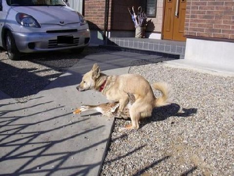 WTF WAS THIS DOG THINKING?? Bird-and-dog