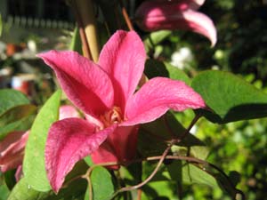 les clematites Clematite-texensis-princess