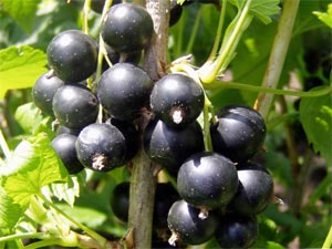 La taille des arbustes à petits fruits Cassis