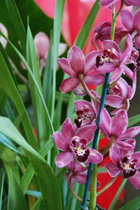 Les orchidées faciles à vivre Cymbidium