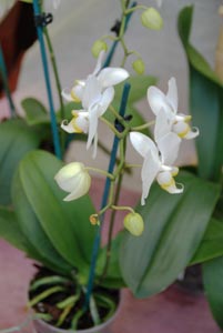Les orchidées faciles à vivre Phalaenopsis