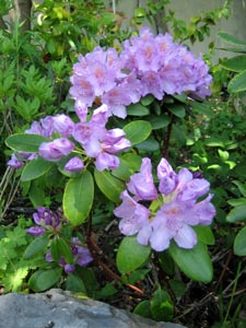 A faire en octobre Rhododendron-mauve