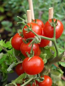 Tomates : bien acheter Tomates-cerise-DR