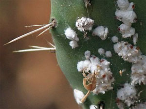 Les cochenilles Cochenille