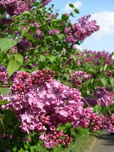 Pour un lilas fleuri... Lilas-rose