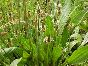 Le diagnostic des sols par les plantes sauvages Plantain