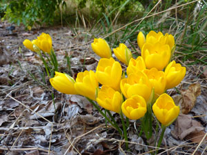 Crocus, toxiques? Sternbergia-lutea