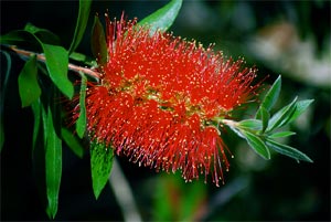 Arbustes originaux Callistemon