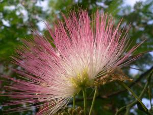 [Fiche] Identification et reconnaissance des familles d'arbres et d'arbustes. Fleur-albizia