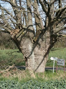 Plessage, trognes et taille à l'ancienne Trogne