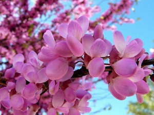 [Fiche] Identification et reconnaissance des familles d'arbres et d'arbustes. Arbre-judee-fleurs