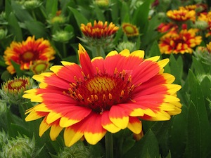 Gaillarde double  Gaillardia-pulchella