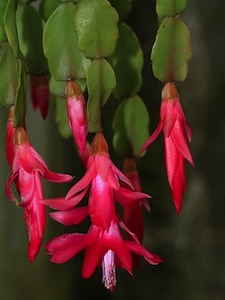 Cactus de Noël (Schlumbergera) et Cactus de Pâques (Rhipsalidopsis) Rhipsalidopsis-gaertneri