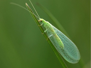 la chrysope Chrysope-adulte