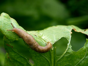 Coin du jardinier....(conseils) Limace-petite-grise