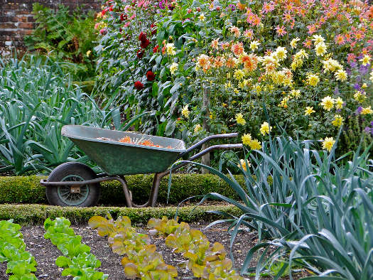 Coté jardin 00-potager-brouette-dahlias