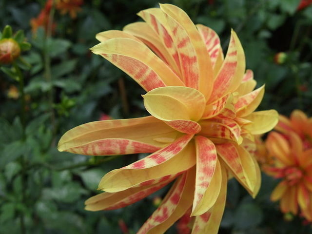 une fleur - ajonc - 14 février trouvée par Martin Dahlia-orchidee-giraffe