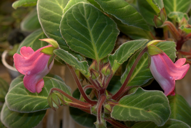 Sinningia speciosa 'Claire Roberts' [identification non confirmée] Gloxinia-sinningia-claire-roberts