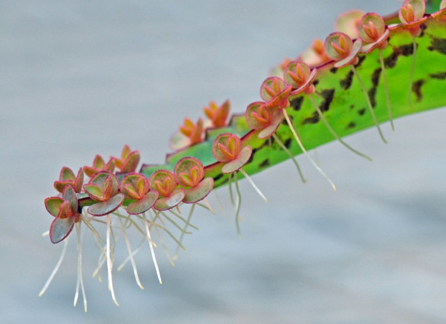 FLEURS OU ARBRES par ordre ALPHABETIQUE - Page 19 Kalanchoe-daigremontiana-plantules