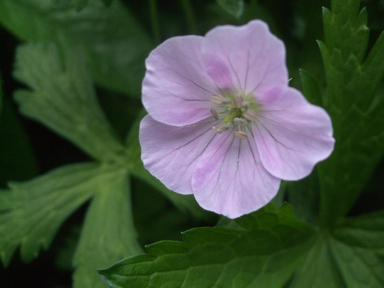 Geranium maculatum 'Beth Chatto' !!! Geranium_macultum_Beth_Chatto_