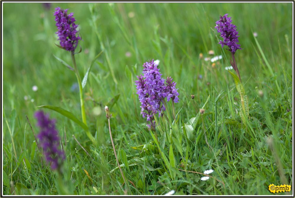 Florilège Aveyron 2012 511a668409694