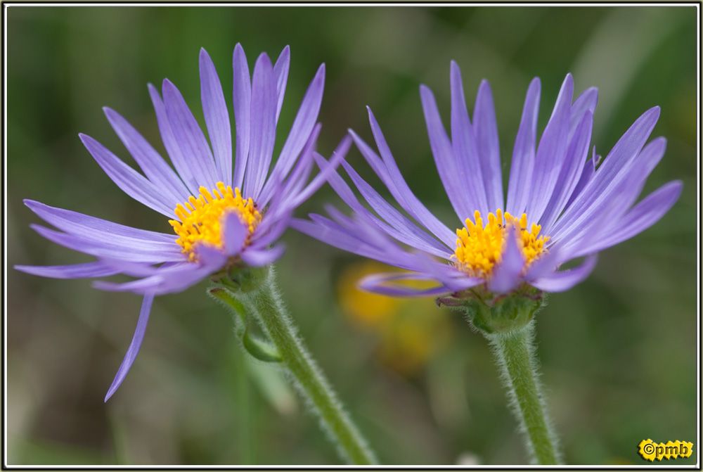 Florilège Aveyron 2012 511a674f6cab9