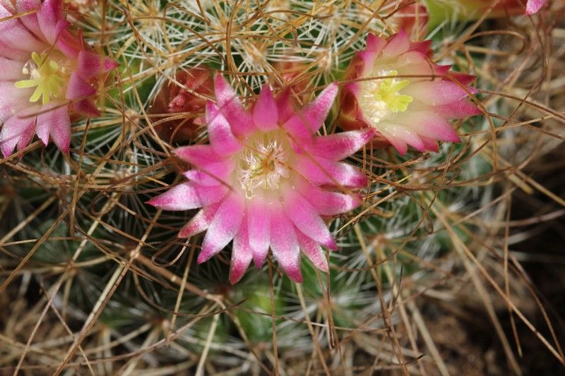 Identification Mammillaria spp 522dd7ab0896e