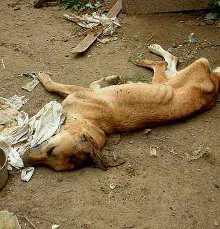 Baiona-detenido por matar a palos a un perro y maltratar a 2 G24p12f1