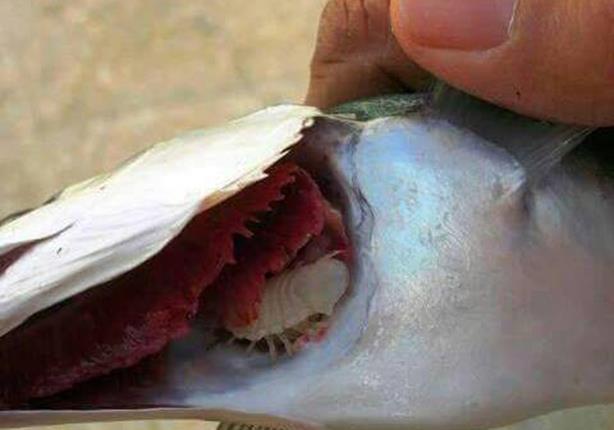 بالصور – حقيقة ظهور ''قمل الأسماك''..ومدى خطورته على صحة الإنسان 2016_2_12_15_50_29_706